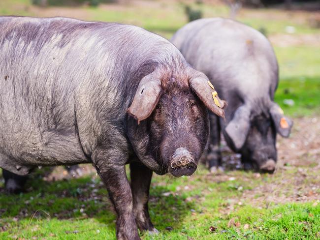 The black pigs roam the pastures of the Eiriz family farm in Corteconcepcion, Huelva, Spain. Must credit photo: Renegade Photography