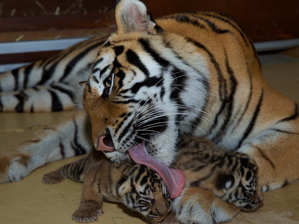 Dreamworld's two tiger cubs, born to Adira at Tiger Island. Picture: Patrick Martin-Vegue, Tiger Island Manager