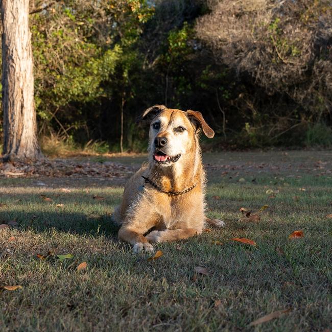 Residents can continue to keep up to two dogs, but will not be able to keep three dogs or more if they have a lot size of 600 square metres or less or live in a residential unit.