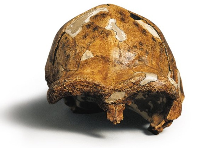 One of the skulls recently found in China, which is  believed to date from before the accepted first emergence of the species out of Africa.