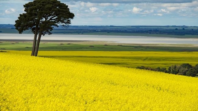 A canola crop near Geelong in Victoria.