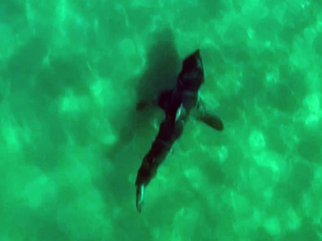 Drone video stills of large shark (possibly great white) at Broken Head near Byron Bay. Picture: DIIMEX