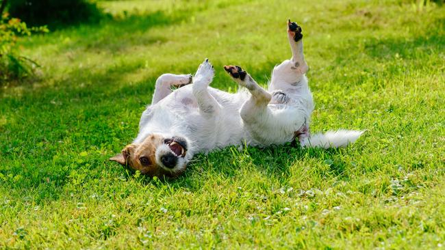 ISTOCK: Jack Russell Terrier rolls at green grass