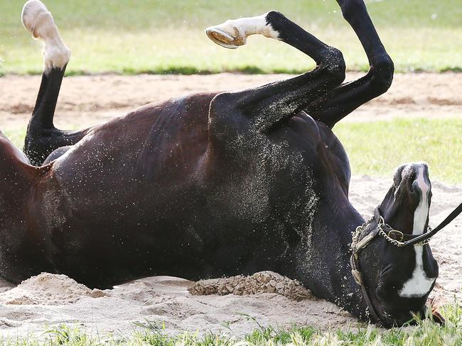 MELBOURNE, AUSTRALIA - NOVEMBER 04:  Yucatan rolls in the sand during a Werribee trackwork session at Werribee Racecourse on November 4, 2018 in Melbourne, Australia.  (Photo by Michael Dodge/Getty Images)