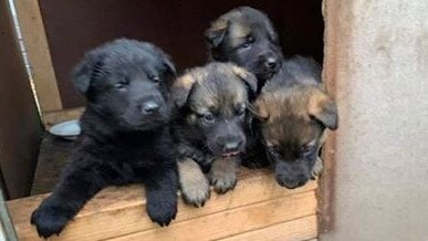 Four German Shepherd puppies were stolen from a Thomastown backyard on June 16.