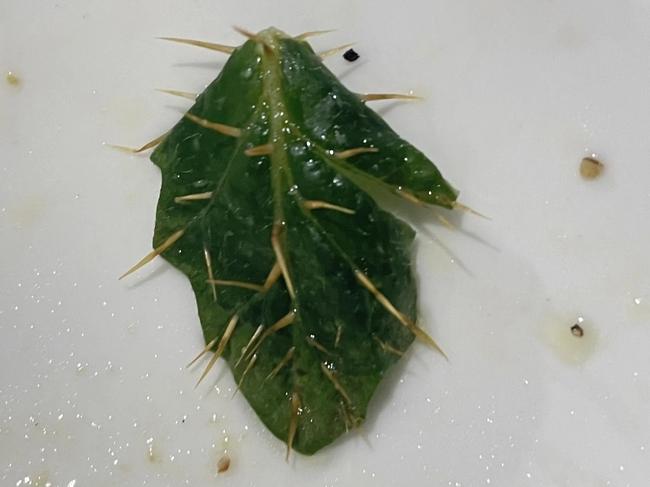 A Reddit user claims they found a spiky spinach leaf in Woolworths salad bag.