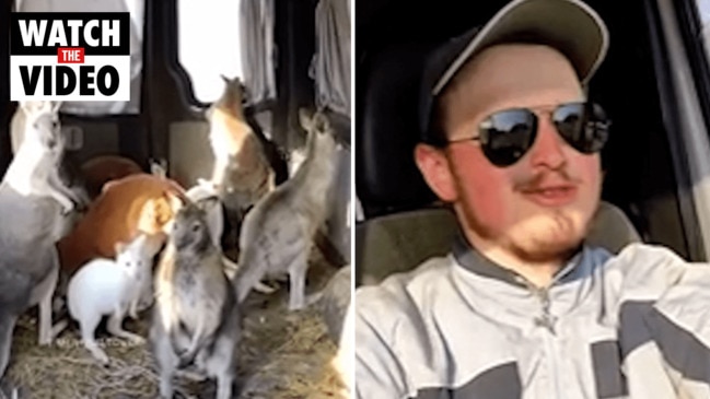 Ukrainian braves heavy shelling to rescue kangaroos