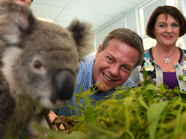 Queensland Opposition Leader Tim Nicholls, joined by the Member for Currumbin Jann Stuckey, looks at an injured koala being treated at the Currumbin Wildlife Hospital on the Gold Coast, Thursday, November 9, 2017. Mr Nicholls announced that the LNP, if elected, will invest $100 million to improve M1 ramps to reduce congestion. (AAP Image/Dan Peled) NO ARCHIVING