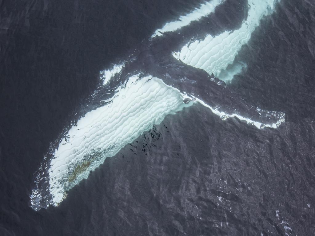 “I never felt any fear at all because I have spent a lot of time around these animals as I often swim with whales during my underwater photography lessons but my dad was really scared.” Picture: Craig Parry/Barcroft/Getty<br/>