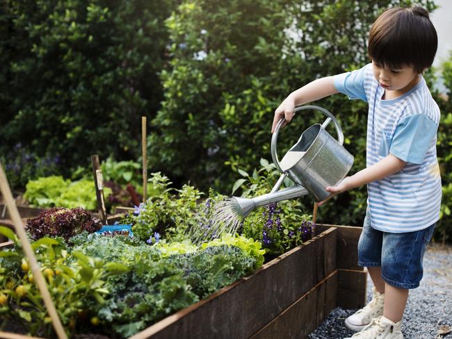 This is an iStock photo for a Home Matters story about Stephanie Alexander giving tips on how to set up an easy vegie garden or vegie patch. For the HS Realestate/Home Living section. This pic shows a little boy watering a raised garden bed.