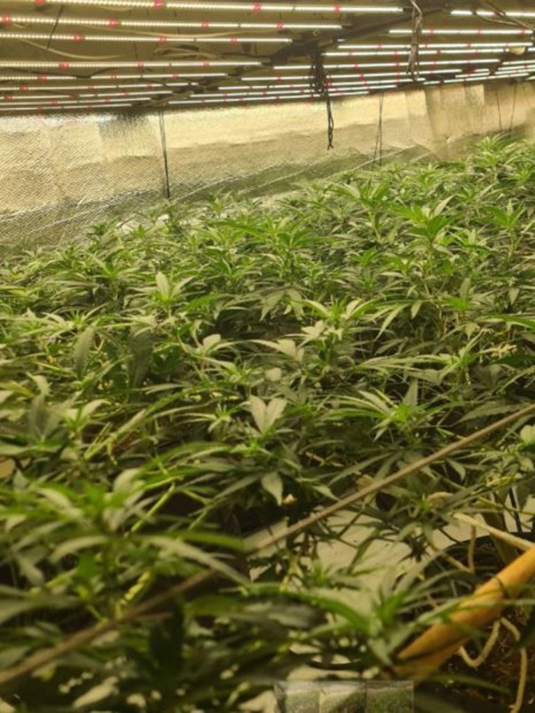 Nearly 150 mature cannabis plants were found during the raids. Picture: SA Police