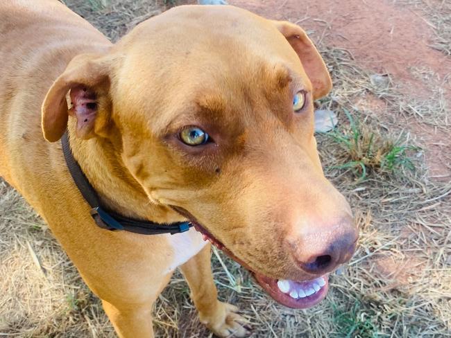 Brownie the dog made a dramatic recovery after being taken to a Palmerston vet covered in ticks. Picture: Supplied