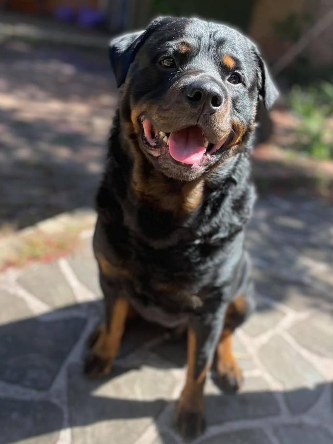 Alfred, sent in by Caitlin Campbell, Highbury.