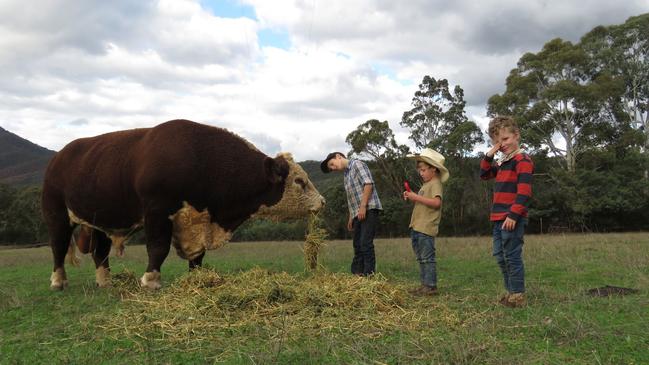 The Berg family’s Hereford bull, Ferrari, was killed last week. Picture: Kate Berg