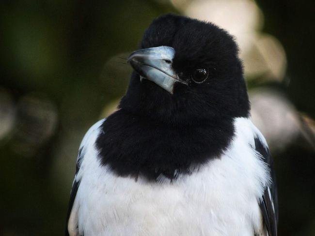 Butcher bird