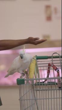 Mickey the Cockatoo saved after trapped in shopping centre
