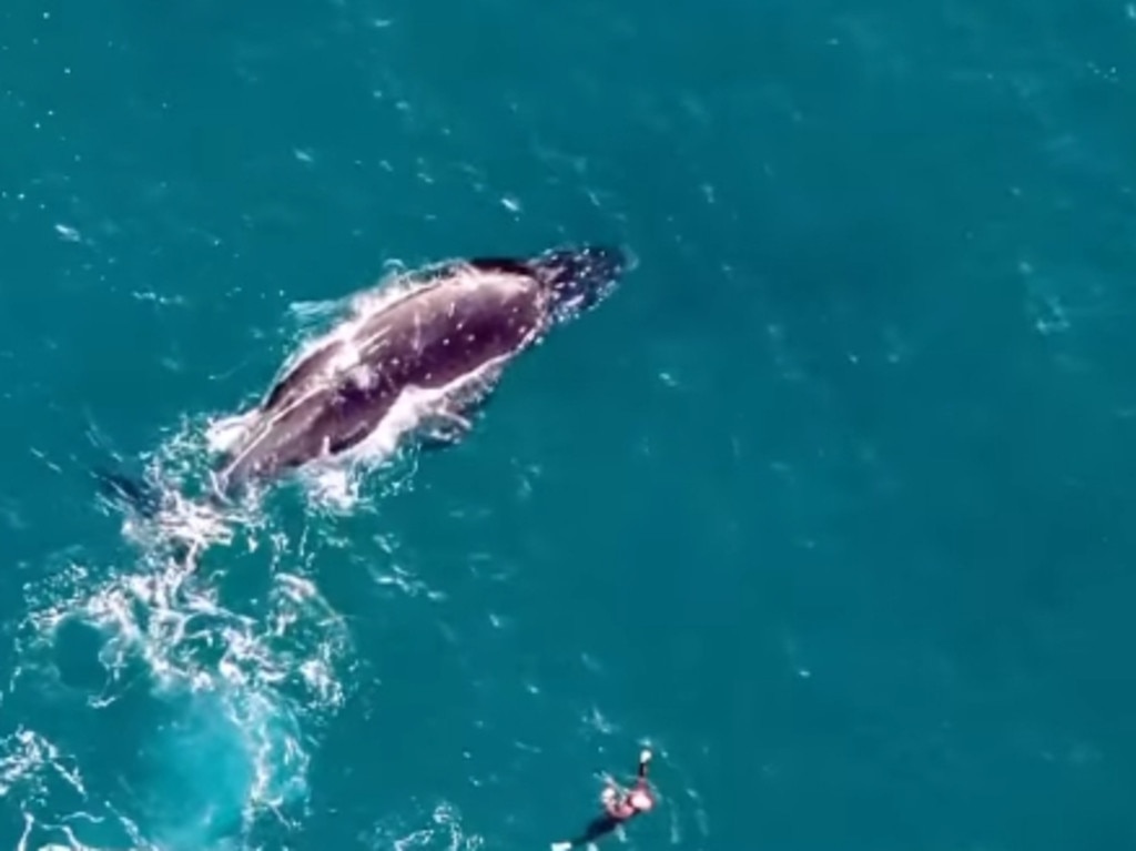 Sydney swimmers at Bondi Beach were treated to an experience of a lifetime on Monday morning. Picture: @sharkdroneapp on Instagram