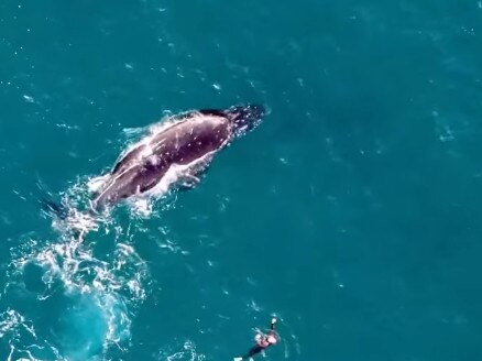 Sydney swimmers at Bondi Beach were treated to an experience of a lifetime on Monday morning. Picture: @sharkdroneapp on Instagram