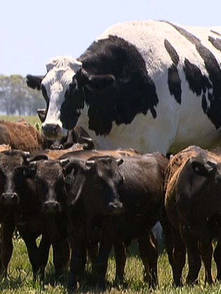 The Aussie cow Knickers. Picture: 7 News