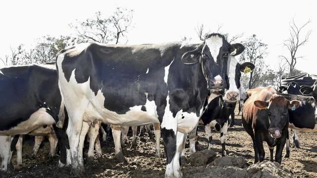 KAP will take action in the fight for Queensland's dairy farmers. Picture: Bev Lacey