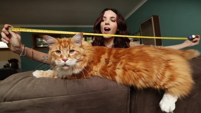 Stephy Hirst’s maine coon cat Omar might be the longest cat in the world. Picture: Alex Coppel