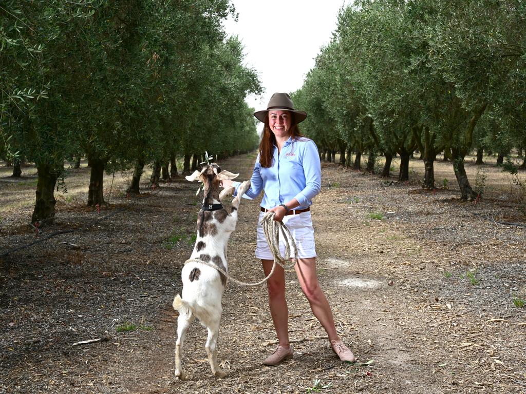 10/01/2020 Angelica Morse with Daimon the goat at Rich Glen Olive Estate in Yarrawonga. Simon Dallinger/The Australian