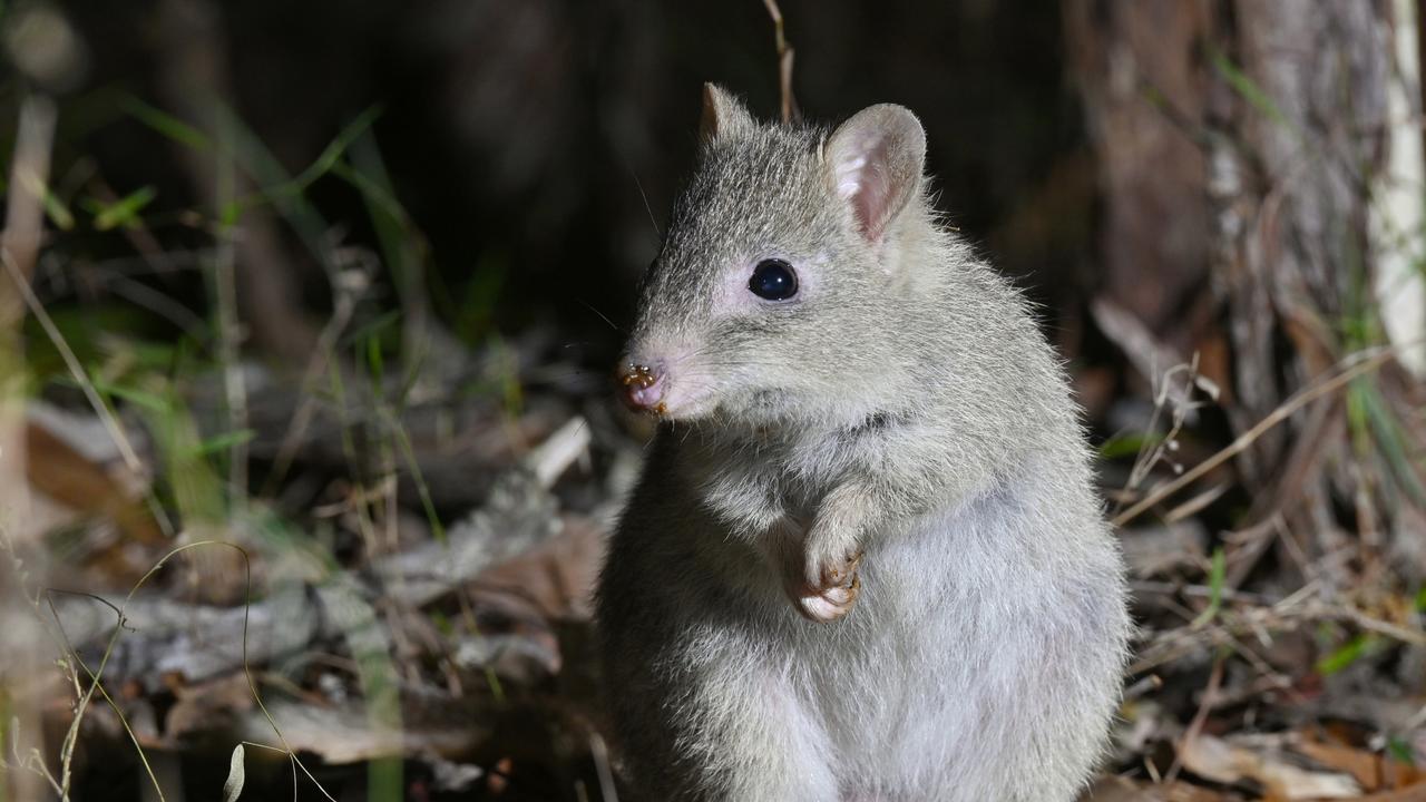 Predator-free area developed for endangered Northern Bettong ...