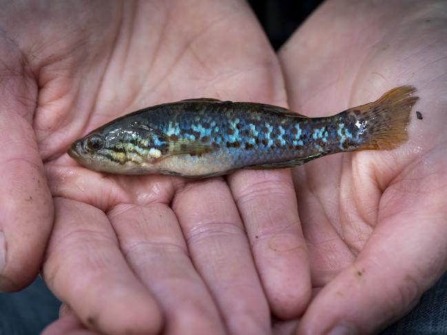 The Southern Purple Spotted Gudgeon (Mogurnda adspersa). This specimen was measured and released back. Picture: Doug Gimesy