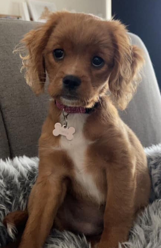 Nahla: Leila Steffen's 1 and a half year old Cavoodle