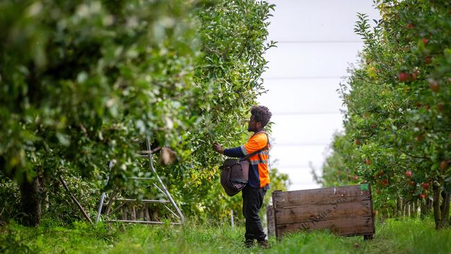 First arrivals of Pacific workers to the seasonal workforce in the Yarra Ranges at Vernview Apple Orchard in Launching Place. Massi Gregoire from Vanuatu. Picture: Mark Stewart