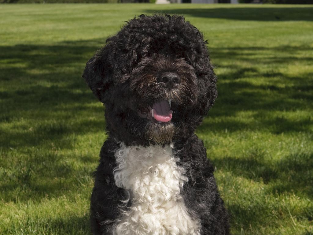 FILE - MAY 8, 2021:  Michelle and Barak Obama shared on their social media that their dog Bo had died after a battle with Cancer WASHINGTON - MAY 20:  In this handout image provided by The White House, the official portrait of the Obama family dog "Bo", a Portuguese water dog, on the South Lawn of the White House on May 20, 2009 in Washington, DC. (Photo by Chuck Kennedy/The White House via Getty Images)