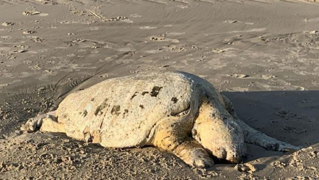 A dead loggerhead turtle on Burleigh Beach likely attracted the shark. Picture: Instagram