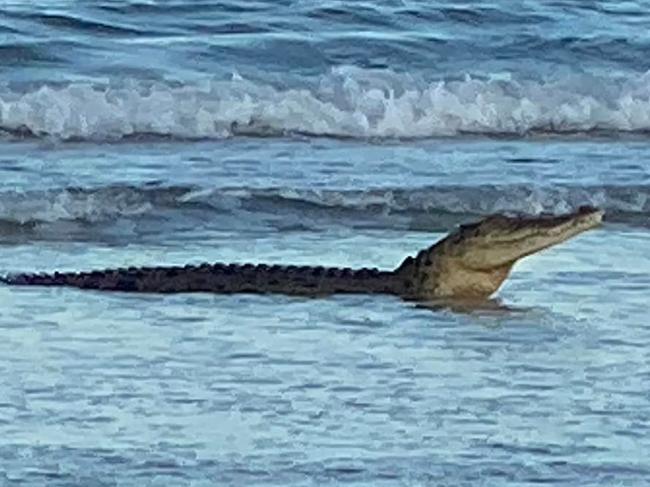 Big croc spotted at popular beach