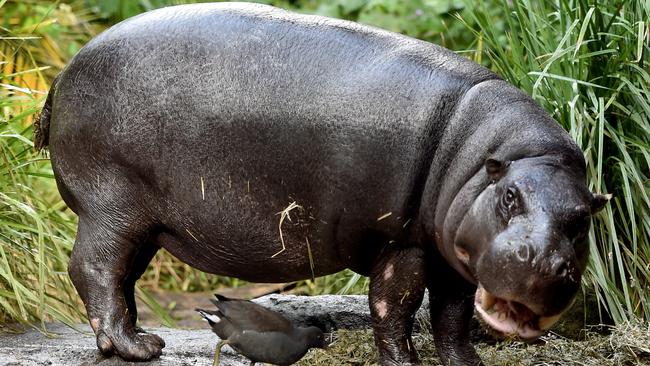 Melbourne Zoo’s pygmy hippo Petre euthanased after brain bleed | Herald Sun