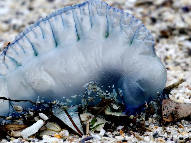 Generic photo of bluebottle jellyfish washed up on Bronte Beach, Sydney.