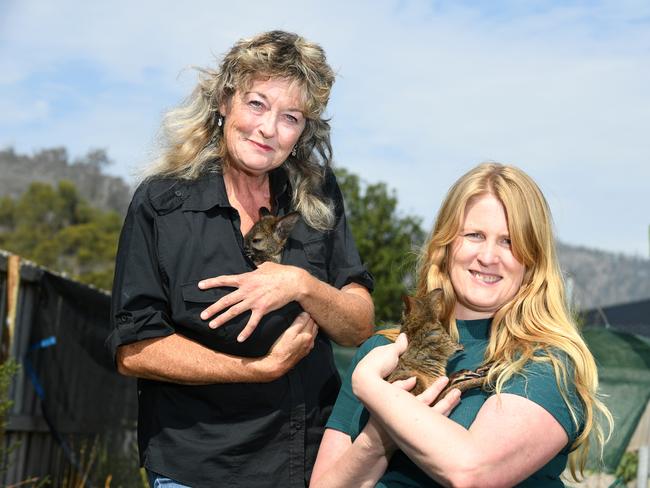 Teena Maree Hanslow, of Wildlife Bush Babies and Snake Rescue Tasmania, with Elleke Leurs, who has raised $11,500 since Monday for wildlife affected by the bushfires. Picture: FIONA HARDING