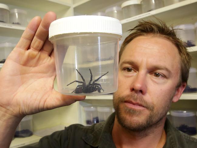 Tim Faulkner with a funnel web that bit a child on the fingerseveral years ago. He survived after getting 12 vials of antivennene. Picture: Mark Scott