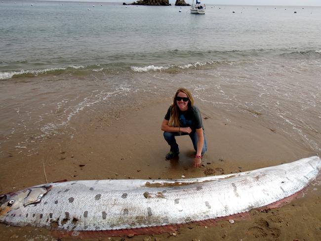 CREDIT: Picture Media Online use only Conservation operations coordinator Amy Catalano of the Catalina Conservancy poses near an oarfish that washed up dead on the beach of Catalina Island, California, in this handout photo released to Reuters on June 4, 2015. Catalano said she and a co-worker at the Catalina Island Conservancy were conducting a bird survey on Monday and standing on a bluff when they spotted the long body of the creature on the island's shore below. REUTERS/TylerDvorak/Catalina Island Conservancy/Handout via Reuters ATTENTION EDITORS - THIS PICTURE WAS PROVIDED BY A THIRD PARTY. REUTERS IS UNABLE TO INDEPENDENTLY VERIFY THE AUTHENTICITY, CONTENT, LOCATION OR DATE OF THIS IMAGE. THIS PICTURE IS DISTRIBUTED EXACTLY AS RECEIVED BY REUTERS, AS A SERVICE TO CLIENTS. NO ARCHIVES. NO SALES. FOR EDITORIAL USE ONLY. NOT FOR SALE FOR MARKETING OR ADVERTISING CAMPAIGNS