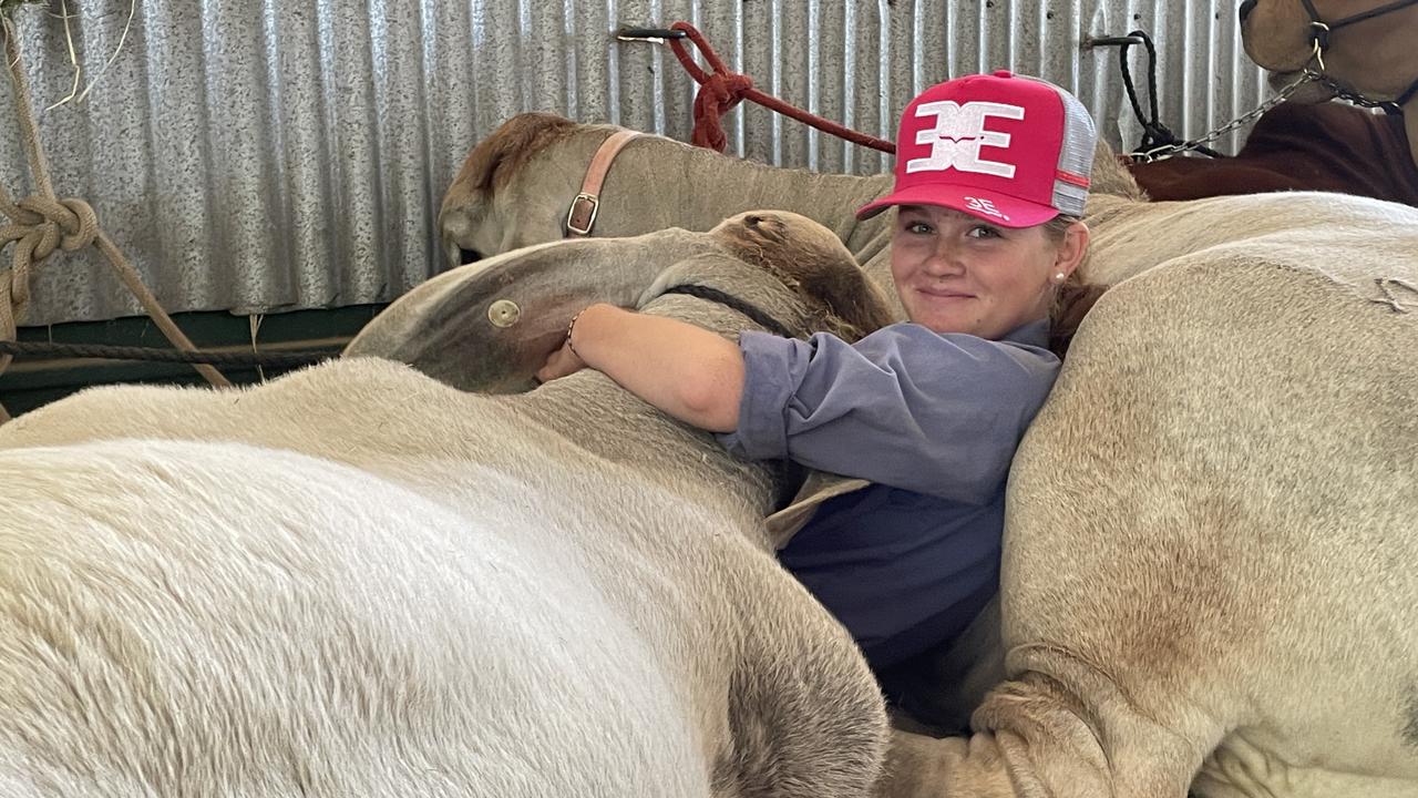 Columba Catholic College student Abbey Leslie, 13, relaxes with some of the Triple E show Brahmans. The stud is partnered with the school and provides heifers to their cattle club.