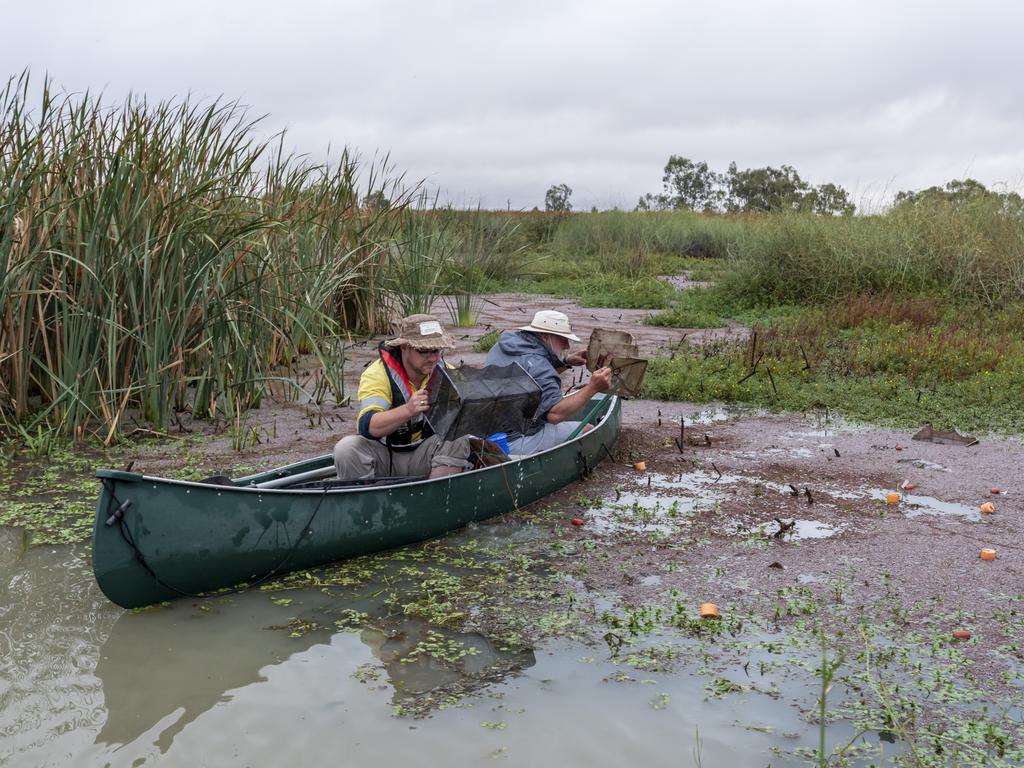 Ecologist Thorin Robertson and volunteer John Lenegan check bait traps for potential catches. Picture: Doug Gimesy