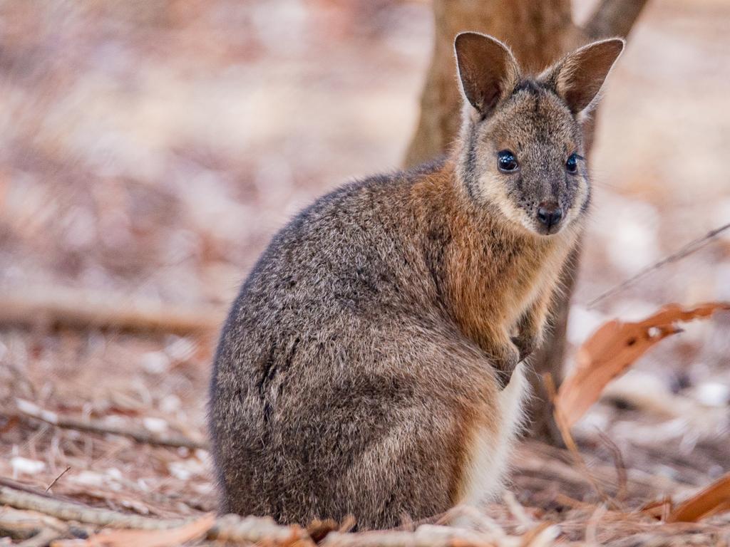 A Tammar Wallaby, one of the smallest wallabies, can be found at Kangaroo Island. Picture: Craig Wickham