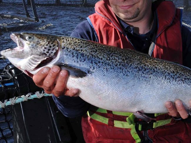 Tassal's regional manager Zack Wingfield inspects a live Atlantic salmon at one of the company's Macquarie Harbour farm sites in Tasmania.