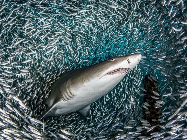 Sand tiger shark in bait balls. These stunning images get up close and personal with a group of sharks as they glide their way through gigantic bait balls. Photographer Tanya Houppermans described one of the images she was able to capture as a one in a million shot. Photographed from beneath a sand tiger shark, the image shows the animal as it penetrates a bait ball of thousands of fish, the top half of its body emerging out of the grouping. In other images, Tanya, 44, was able to capture the sharks as the moved between what look like tunnels made within the bait balls. PICTURE: TANYA HOUPPERMANS/CATERS