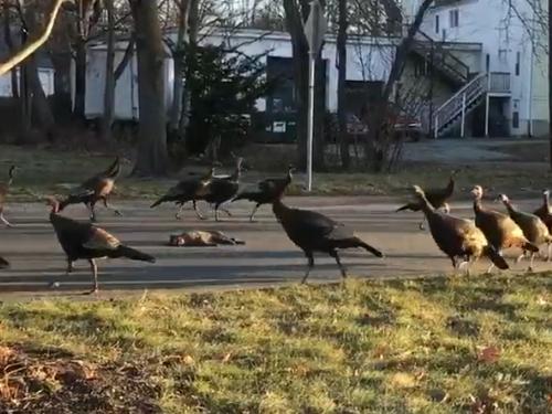 Turkeys circle dead cat