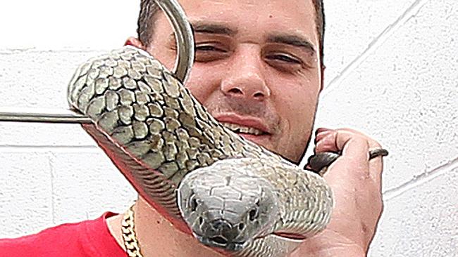 Popular gully in Clovelly identified as perfect habitat for venomous ...