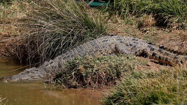 FILE PIC: Gump the girl croc in her new breeding pen at the Melaleuca Crocodile Farm, Mareeba after being removed from the Daintree. PICTURE: STEWART McLEAN