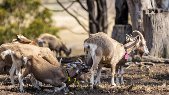 The Fields milk Toggenburg goats and make artisan cheese. Pictures: Phillip Biggs.