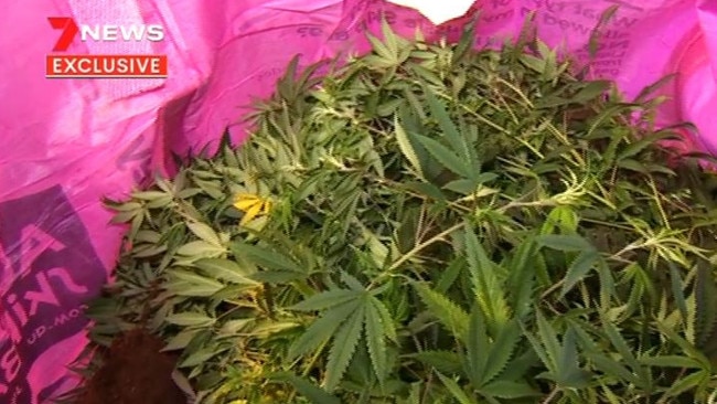 Police allege 101 marijuana plants were seized in a Noosaville shed on April 28. Picture: 7 News Sunshine Coast