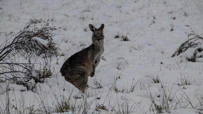 A kangaroo scans the horizon at Kosciuszko National Park. Picture: Paul McIver