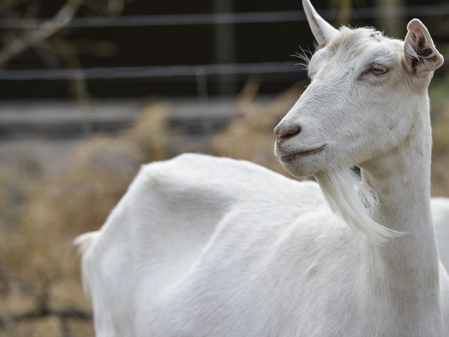 It’s an offence to attach a goat to your vehicle and drive it in a public area.